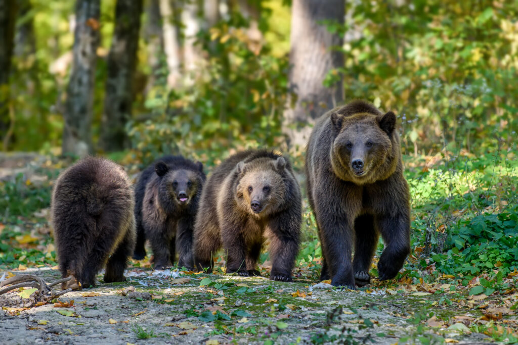 Three wild brown bear cubs (Ursus Arctos) with mother in the aut
