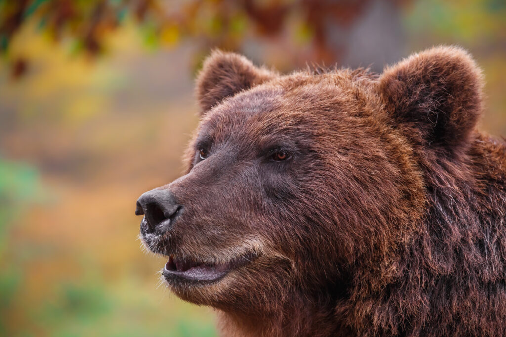 Kamchatka brown bear