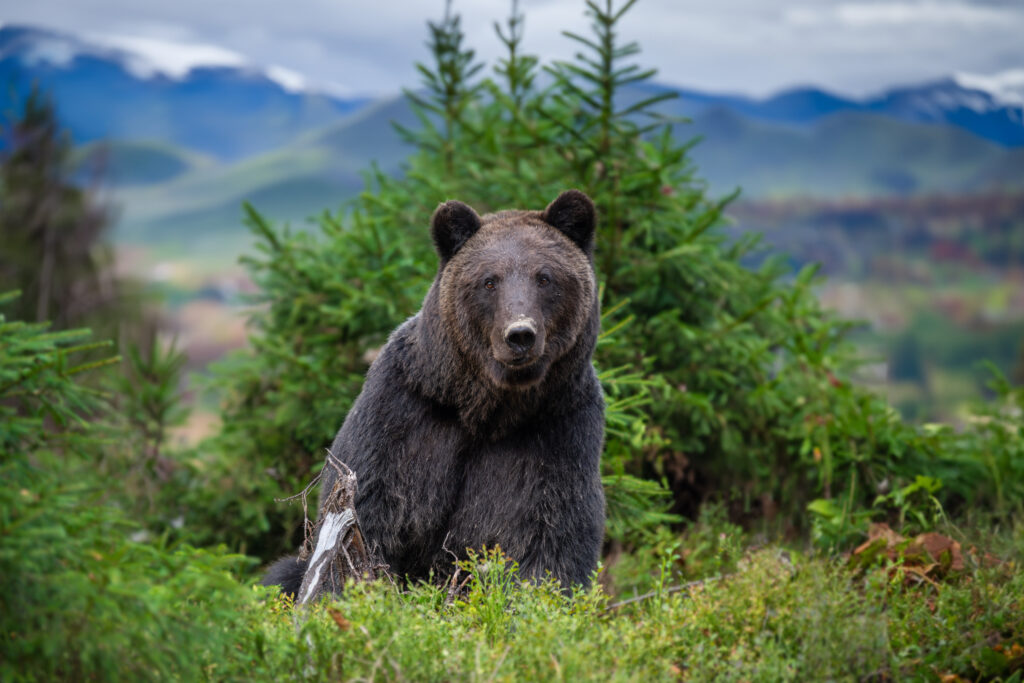 Wild Brown Bear (Ursus Arctos) in the National park on mountain