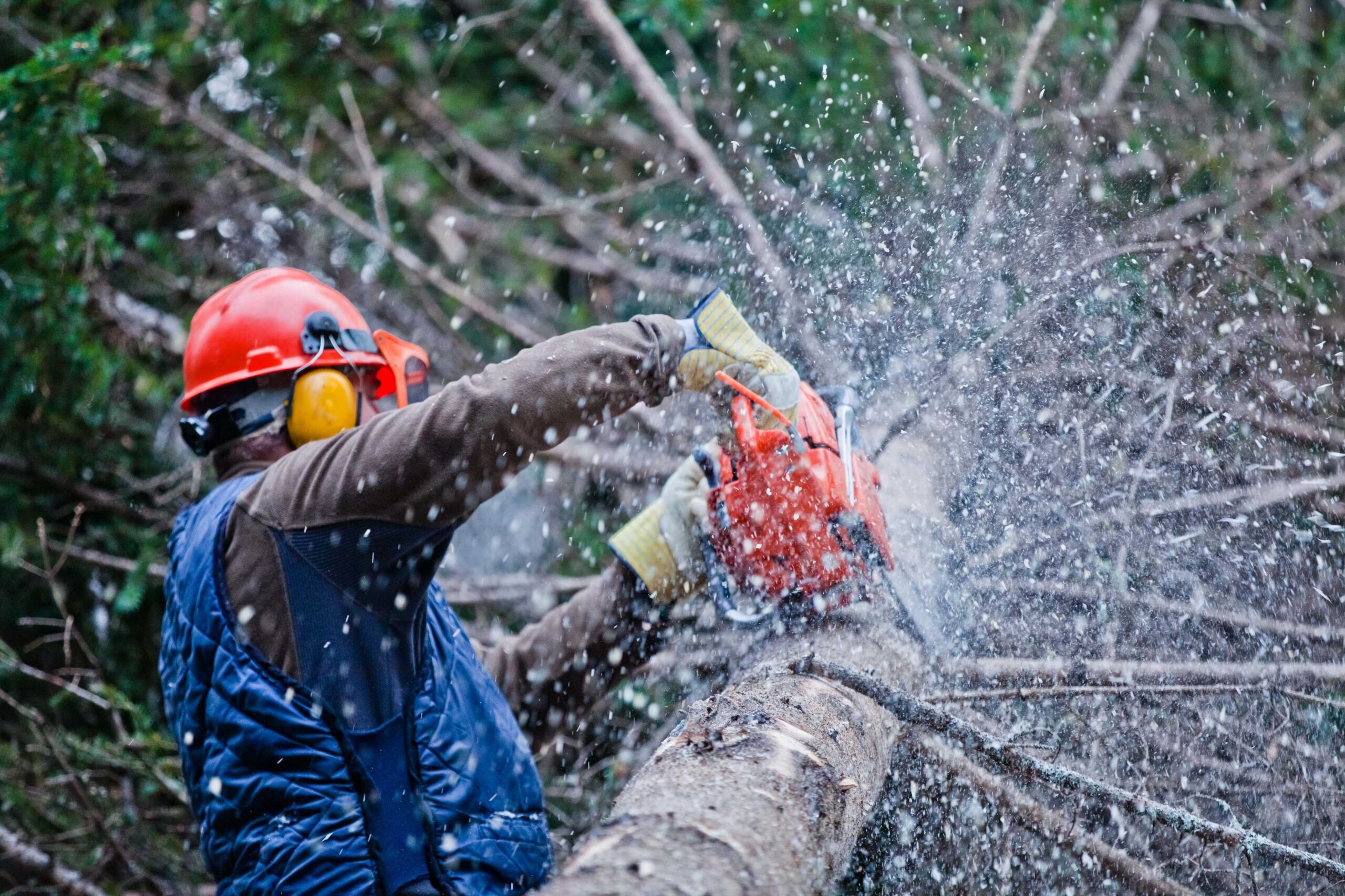 chainsaw safety rules