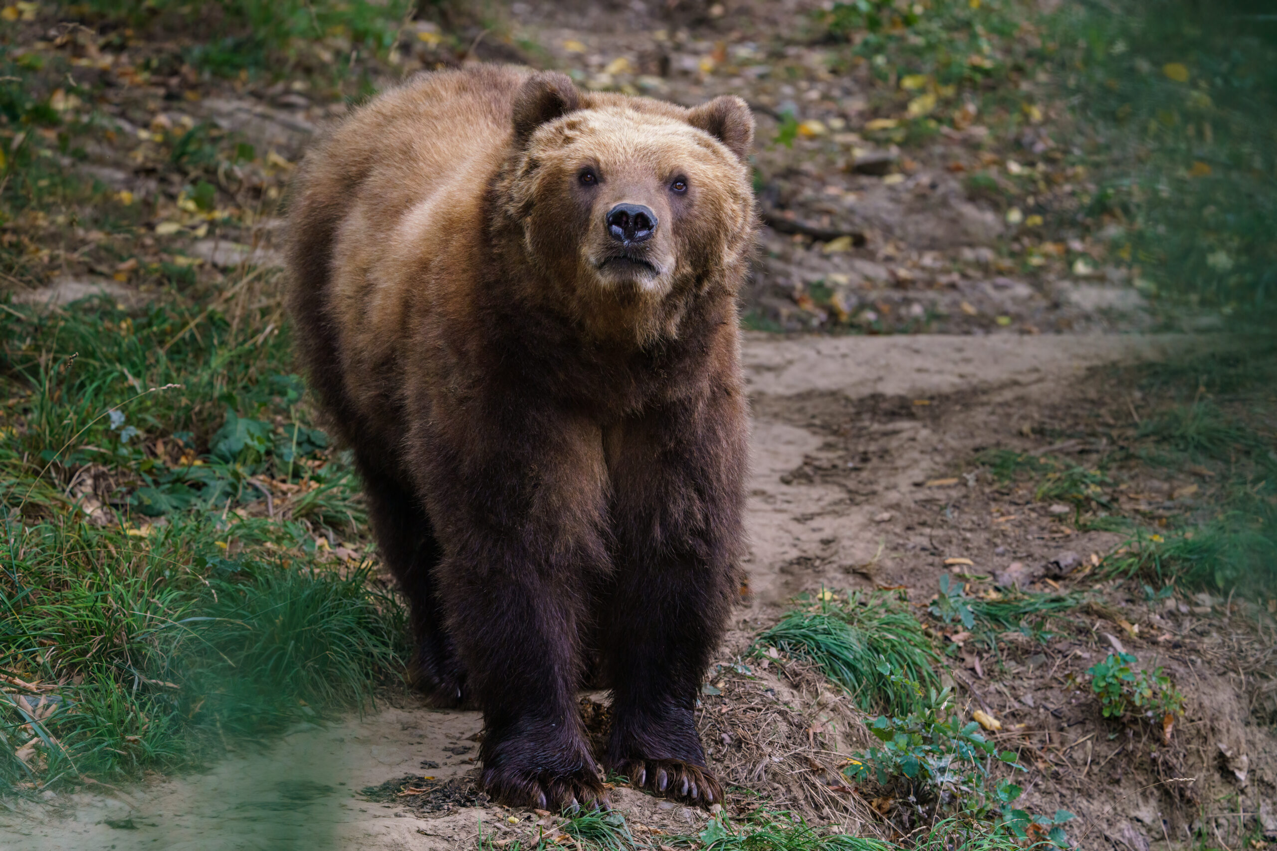 Kamchatka brown bear in the forest, Ursus arctos beringianus