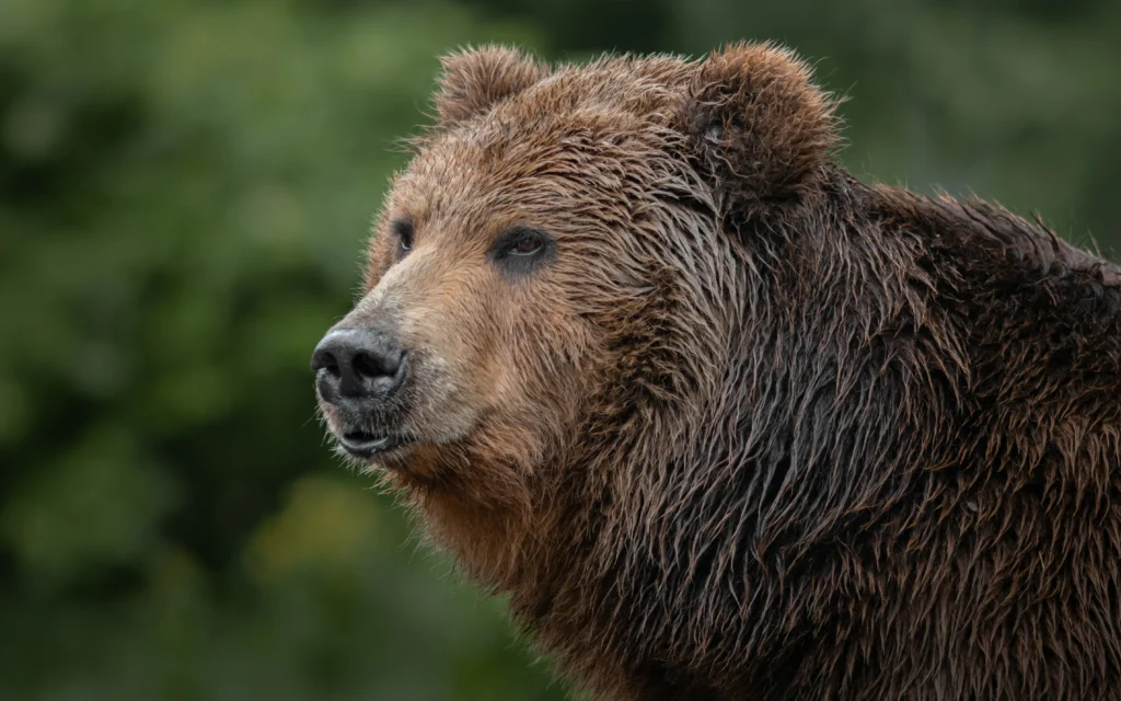 Close-up of a bear in the wild, highlighting the importance of bear awareness training for outdoor workers.