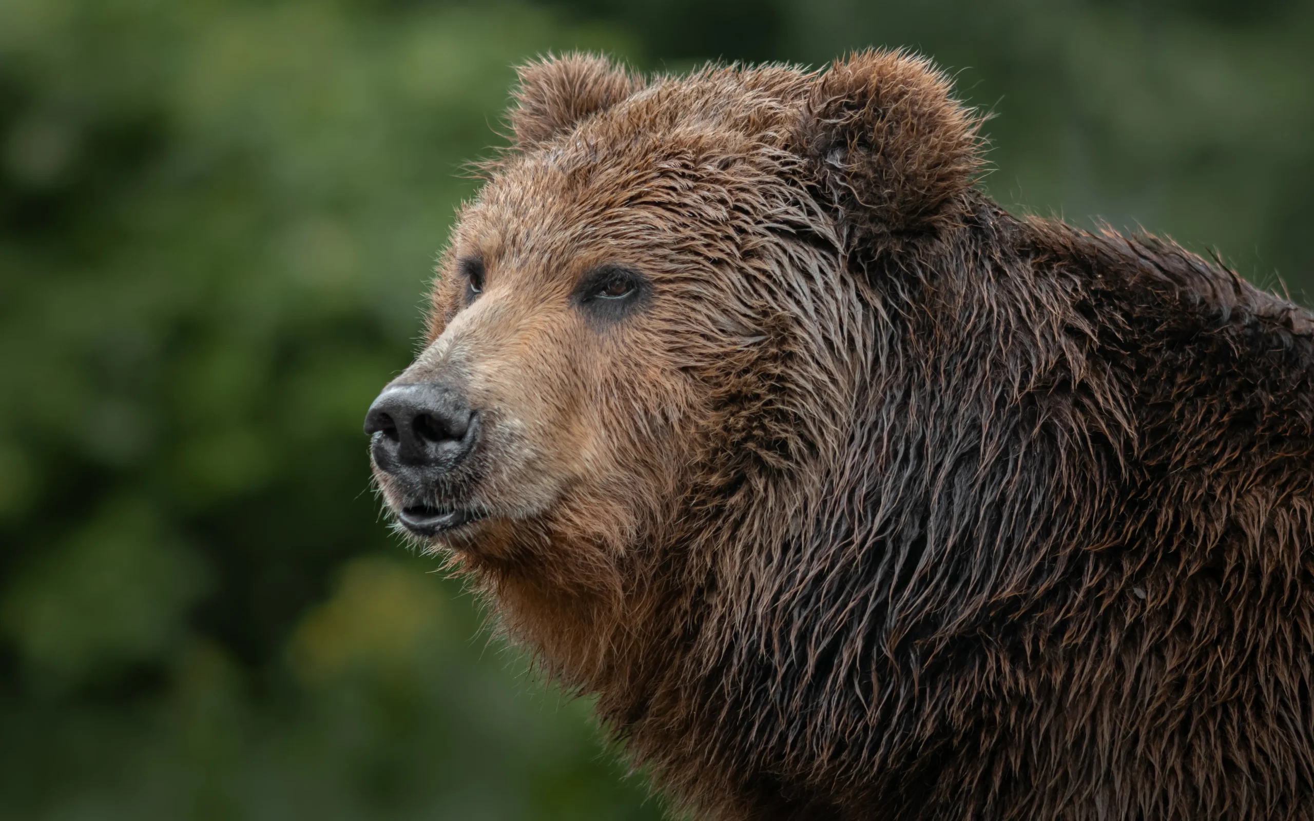 Close-up of a bear in the wild, highlighting the importance of bear awareness training for outdoor workers.